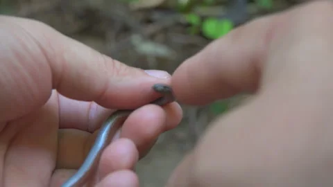 Aggressive bite of juvenile smooth snake (Coronella austriaca) when captured Stock Footage 141354679