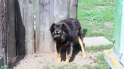 Aggressive black dog barks. guards the courtyard of the house. Stock Footage 94422171