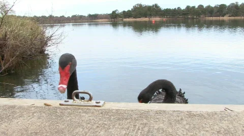 Aggressive black swans hiss at camera Stock Footage 459941