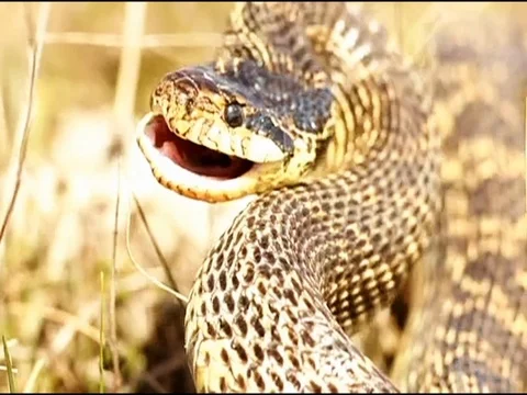 Aggressive blotched snake attacks Stock Footage 80906505