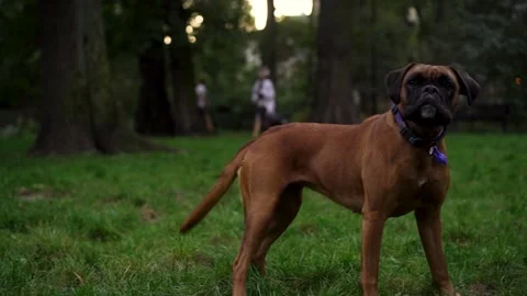 An aggressive brown boxer dog gets angry, barks and rushes looking at the camera Stock Footage 252144940