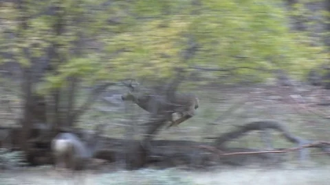Aggressive Buck Charges up the Hill at a Smaller Buck Stock Footage 73419787