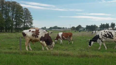 An aggressive bull digs the ground with its hoof behind an electric fence. Stock Footage 290519227