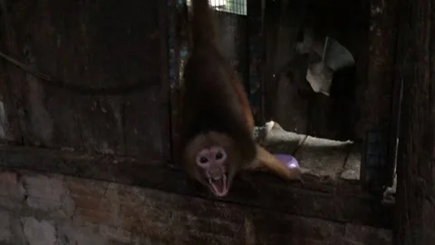 Aggressive capuchin monkey baring teeth in a cage Stock Footage 337264255