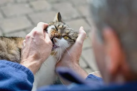 Aggressive cat bitting man into his hand 스톡 사진
