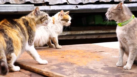 Aggressive cat, cat attacks Stock Footage 154270763