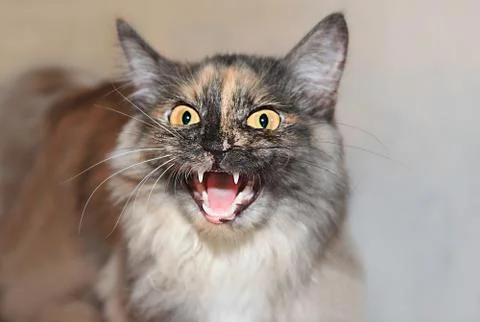 Aggressive cat Stock Photos