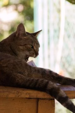 Aggressive Cat Stock-Fotos