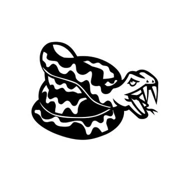 Aggressive Coiled Snake Viper or  Python Mascot Retro Black and White. 스톡 일러스트