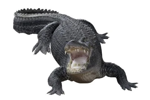 Aggressive Crocodile Stock Photos