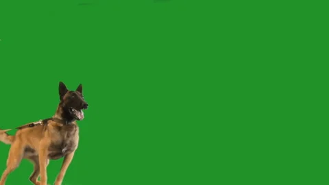Aggressive dog attacks on a green screen, slow motion Stock-Footage 94645713