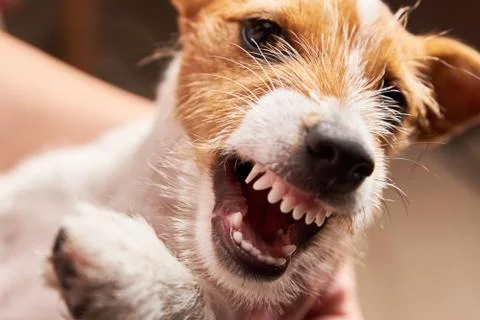 Aggressive dog with a bared fangs. Grinning puppy Jack Russell terrier Stock Photos