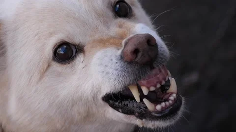 Aggressive dog. The dog growls slow motion Stock-Footage 236930153