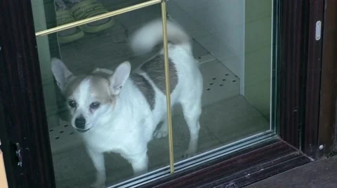 Aggressive dog Stock Footage 60219801