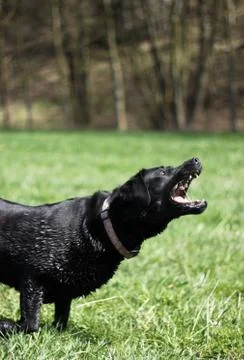 Aggressive dog Stock Photos