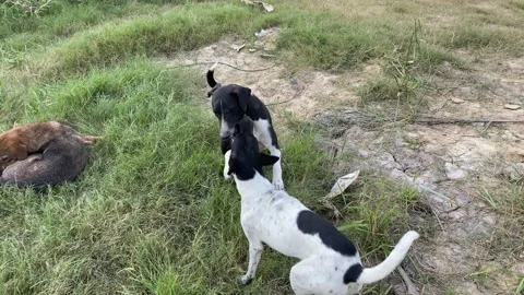 Aggressive dogs are fighting close up, dog biting, dog fight Stock Footage 167516157