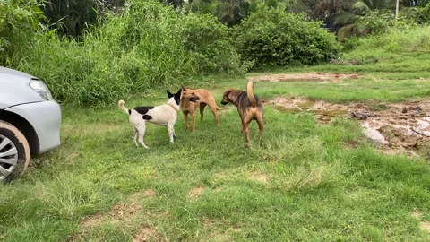 Aggressive dogs are fighting Vídeos de archivo 163753404