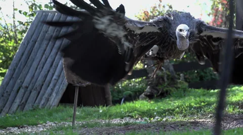 Aggressive eagle. bird. slow motion. flying animals Stockbeeldmateriaal 32232107