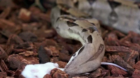 Aggressive Eating by Boa Snake HD Stock Footage 7747953