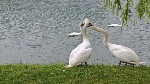 Aggressive Fight Between Two Male Mute Swans on the Riverbank Stock Footage 339192385