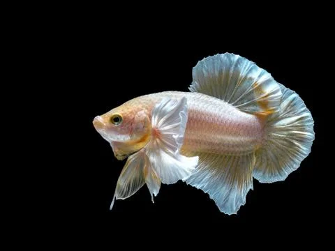 Aggressive fighting fish on black background. Stock Photos