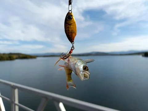 Aggressive, fish: perch, attacks large ones beyond its strength Stock Photos