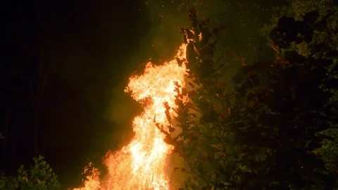 Aggressive Flames Of Forest Fire Rising On The Evening Sky. Slow Motion Vidéo 172181811