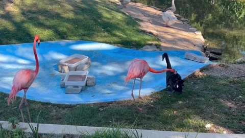 Aggressive flamingo Stock Footage 318674132