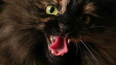 Aggressive fluffy tricolor cat looking at camera, hissing and meowing. Stock Footage 269541853