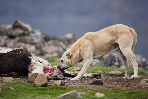 An aggressive, free-ranging dog eats caught by a farm animal. Dangerous stray Stock Photos