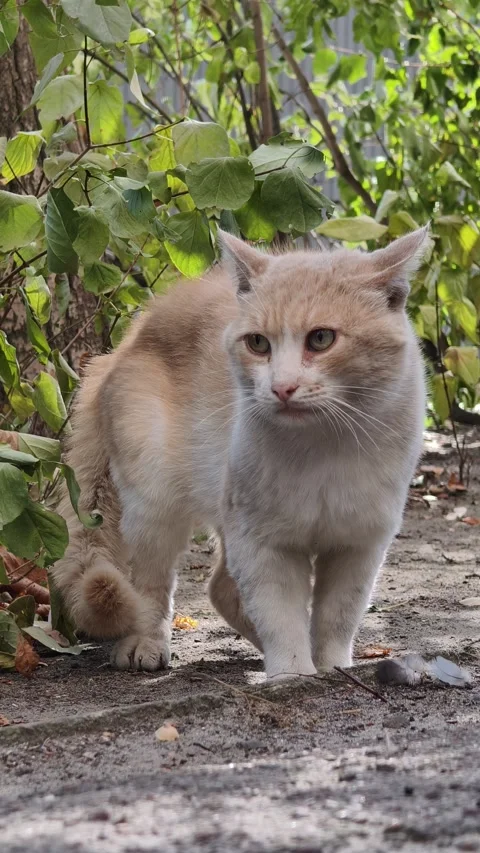 Aggressive Ginger Cat with Puffed Fur in a Tense Standoff Stock Footage 314880256