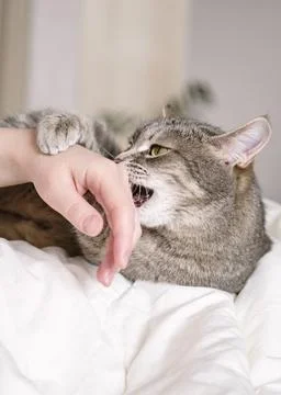 Aggressive gray cat attacked the owners hand. Beautiful cute cat playing with Stock Photos
