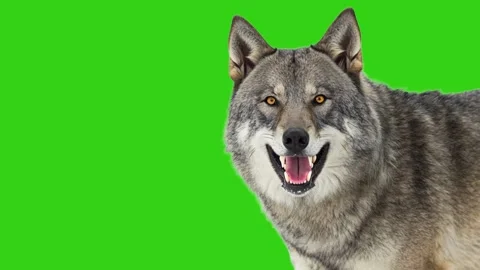 Aggressive gray wolf snarling and showing teeth on green screen. Animated cin Stock Footage 331785681