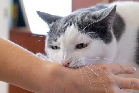 Aggressive grey white cat attacking biting human hand playing with pet Stock Photos