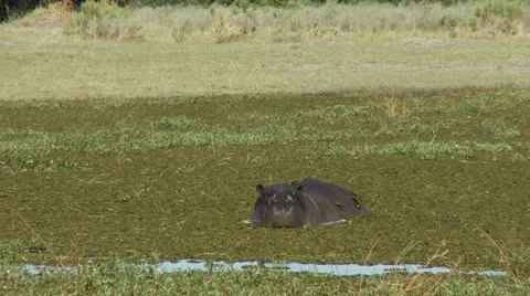 Aggressive Hippo 스톡 동영상 10913981