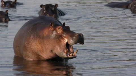 Aggressive Hippo Stock Footage 136808181