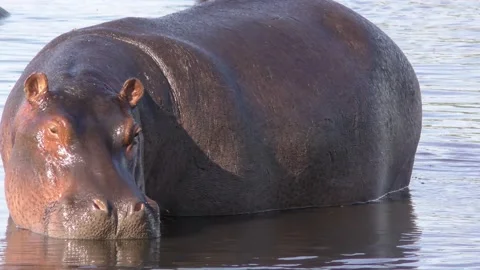 Aggressive Hippo Stock Footage 138101108