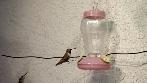 Aggressive Hummingbird attack at feeder in 240fps slow motion Stock Footage 90683078