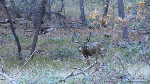 Aggressive Hyper Mule Deer Buck Trotting to Warn Off Another Buck – Graded Stock Footage 117661816
