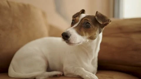 Aggressive Jack Russell Terrier Snarling and Baring Teeth on Sofa. A white .. Stock Footage 331971619