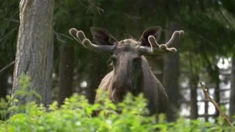 Aggressive large bull moose running towards the camera in slow motion 4k, Stock Footage 156533848