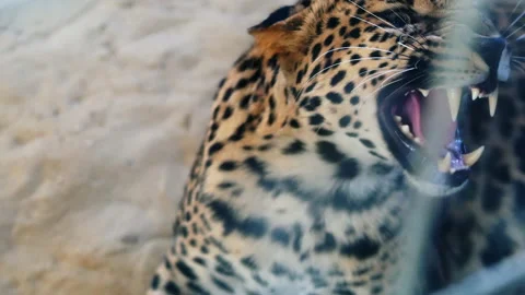 Aggressive leopard in an ecopark, growls and defends the territory Stock Footage 132436478