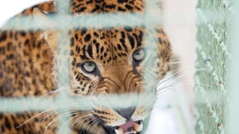 Aggressive leopard hisses through the zoo cage Foto stock