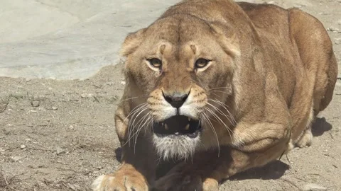 Aggressive lion female attacking, front view Vídeos de archivo 290464004