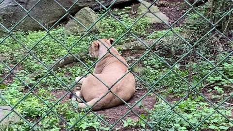 Aggressive lioness sitting on the ground Video stock 160625249