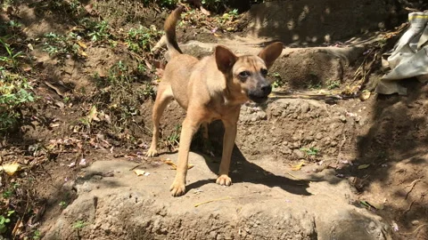 Aggressive little brown dog  Stock Footage 339304641