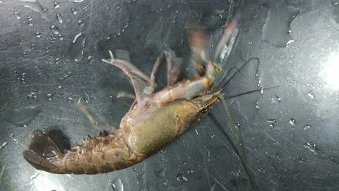 Aggressive Lobster Stock Footage 133969063