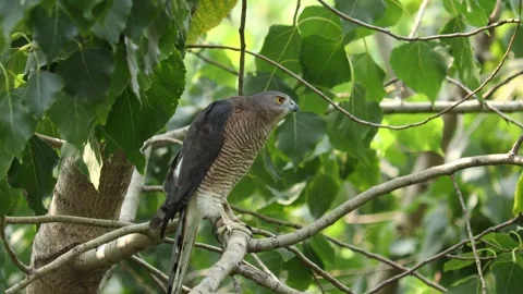 Aggressive Looking Coopers Hawk in the Forest. Stock Footage 329560009