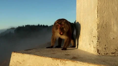 Aggressive monkey attack at tourists at the monument at the top of the volcano Video stock 152293211