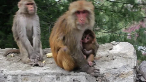 Aggressive Monkey Stock Footage 38908788